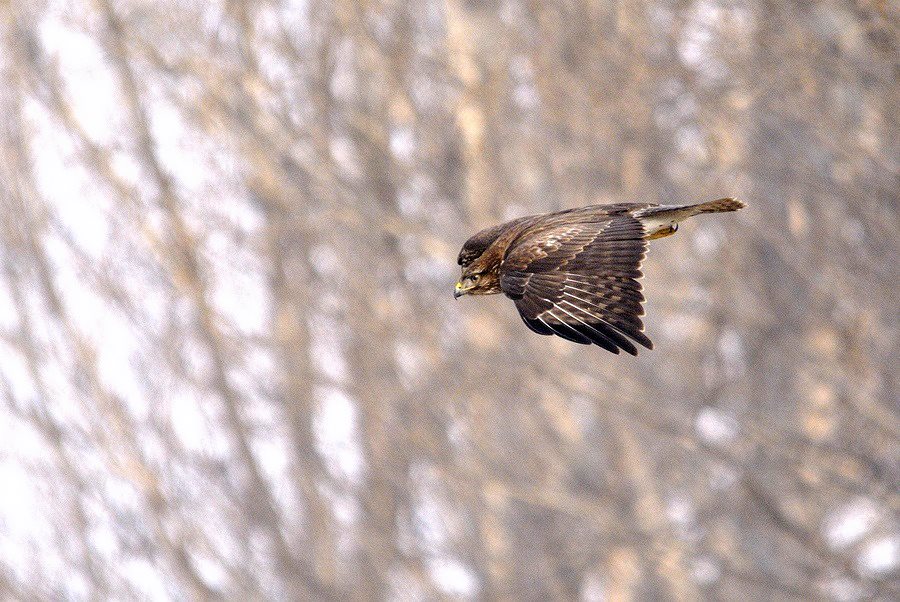 Cattura, ingollo.....e liberazione. (fotoracconto)